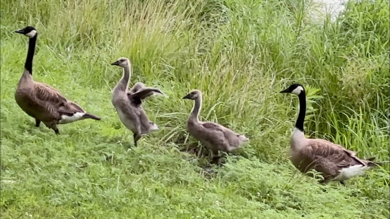 Family of Geese Coming Ashore