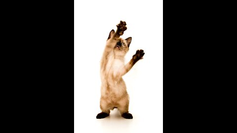 TRUMP'S MISSION GENESIS