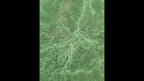 This is real life Nature, not AI