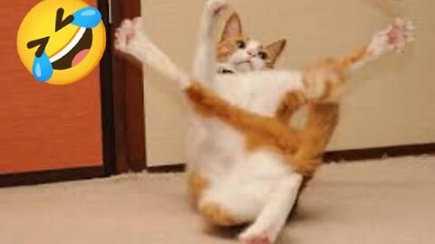 Furry Funnies: LOL-worthy Animal Clips That Will Brighten Your Day