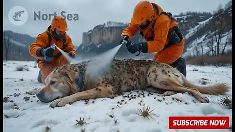 Dog Injured by Barnacles and Parasites, Rescue Team Successfully Saved the Sick 🐶 dog