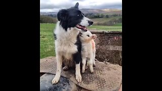 Baby Lamb Loves Dog Friend…