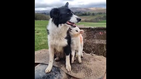 Baby Lamb Loves Dog Friend…