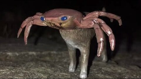 Kanibanbani