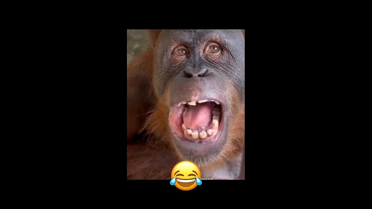funny animals 🤣🤣🤣, funny videos funny people