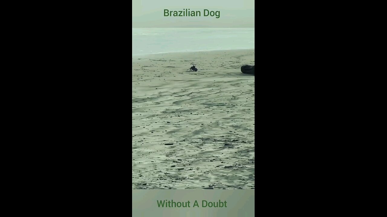 Soccer Dog