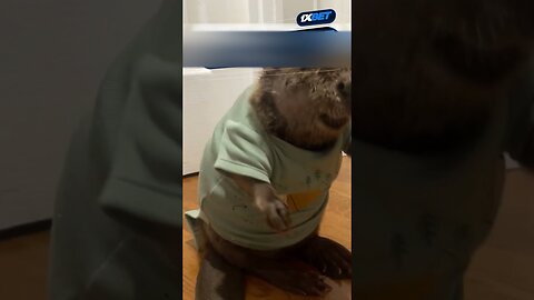 The children found a lost beaver and brought home