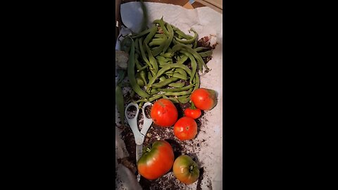 todays harvest
