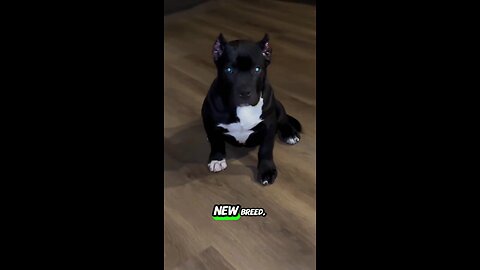 "Don’t Judge This Dog By Its Muscles! 😲🐶"