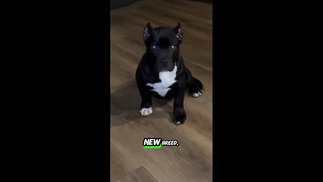 "Don’t Judge This Dog By Its Muscles! 😲🐶"