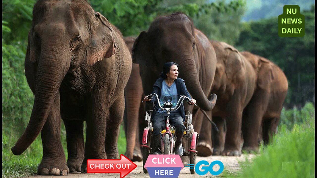 🔹 Sanctuary of Hope: Inside Lek Chailert’s Lifesaving Animal Foundation By NU NEWS+