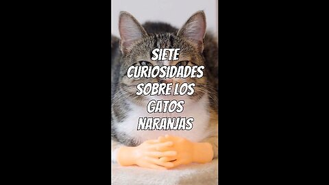 Curiosidades sobre gatos naranjas