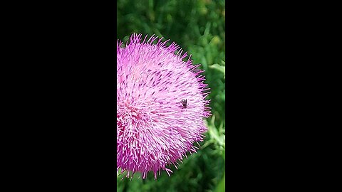 sweetbee 2of2