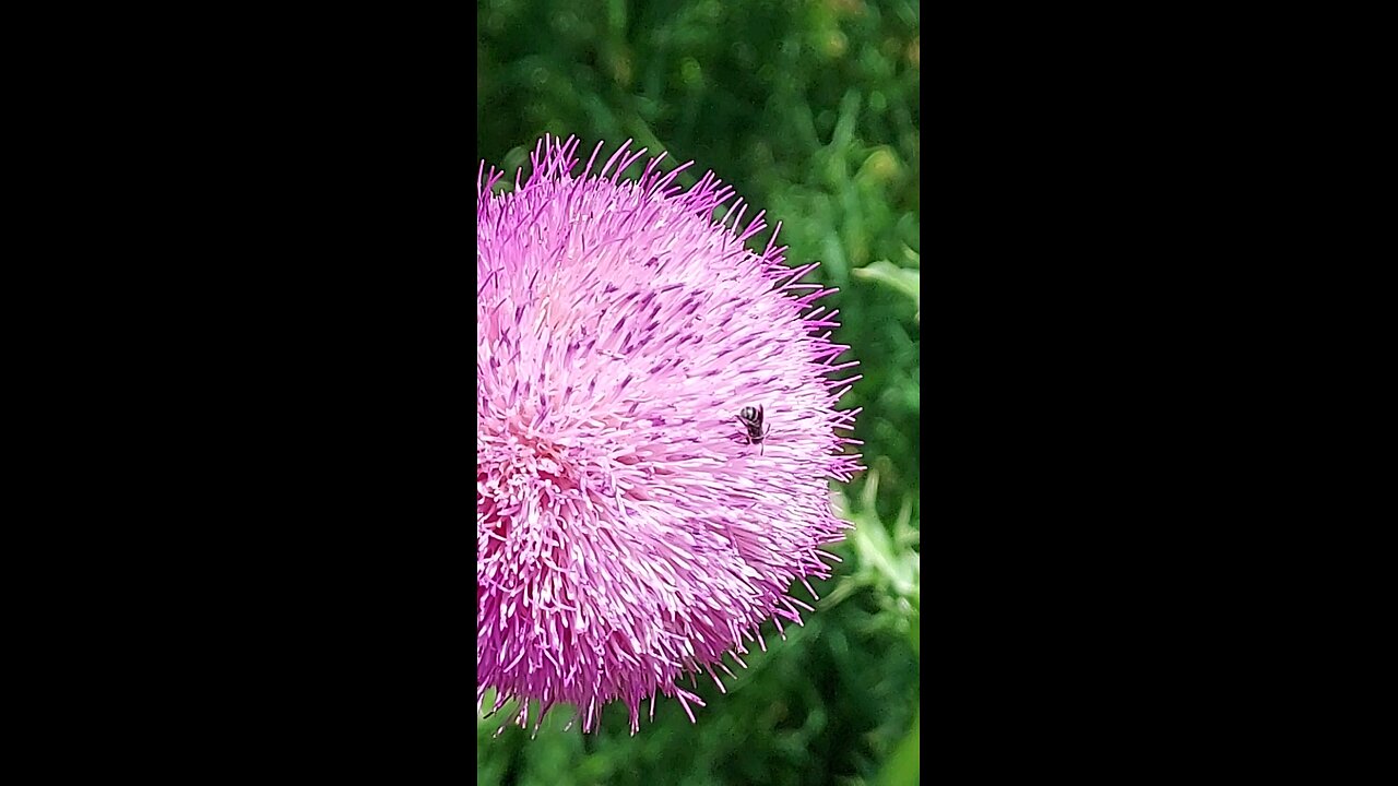 sweetbee 2of2