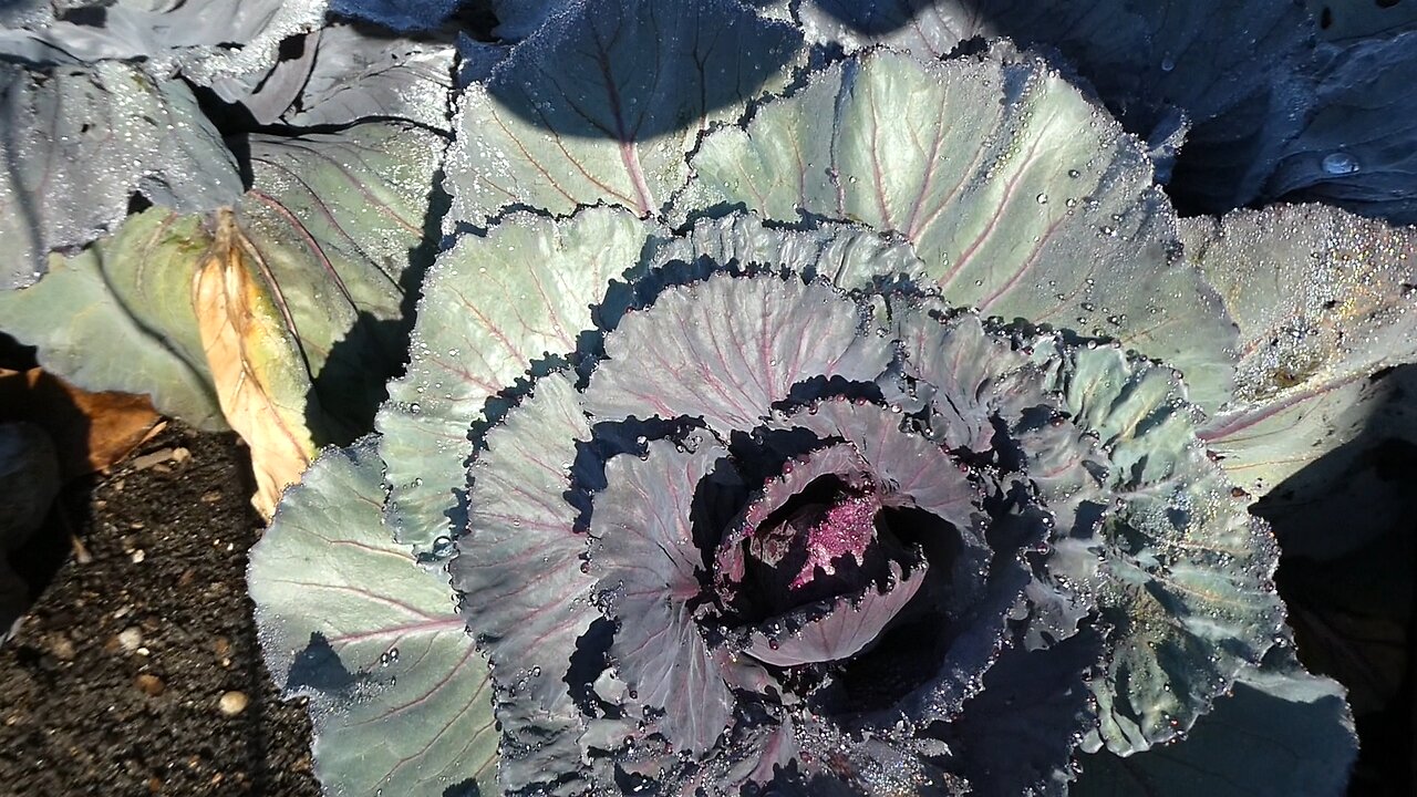 Garden Update 4/2/25