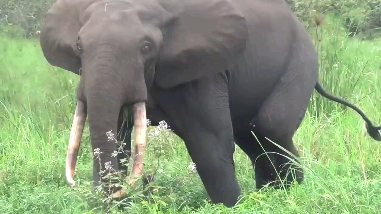 The elephant out of the forest 🐘 @Mahmod786