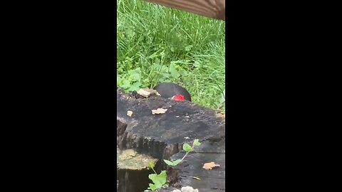 Pileated Woodpecker