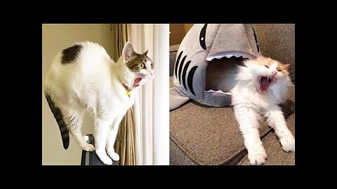 Funny moments compilation 🤣😂 #5