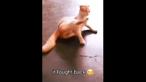 cute cats funny moments 🤣