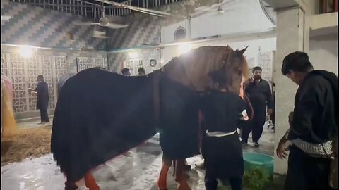 Zuljanah 10 Muharram Nawabi