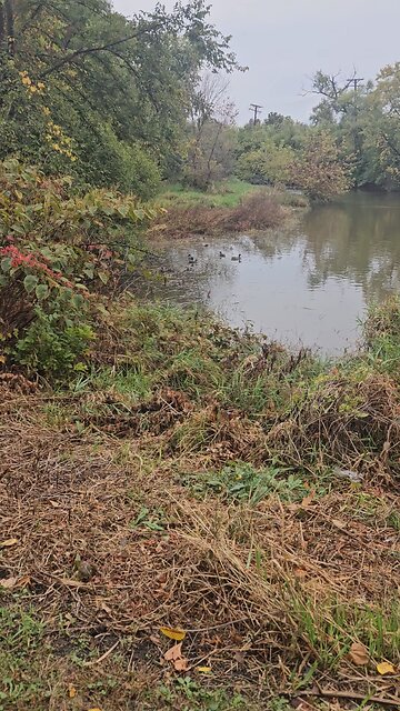 More Ducks at a Salt Creek Inlet