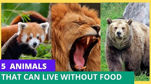 5 Animals That Can Live Without Food !