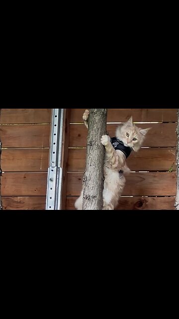 Maine Coon Pasha is hunting a squirrel 2025
