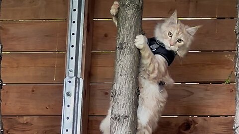 Maine Coon Pasha is hunting a squirrel 2025