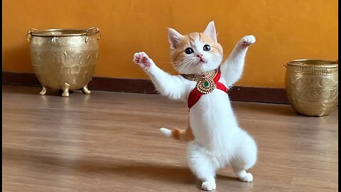 Cute Cat videos funny dance 🤩💃🐾 Videos for cats Indian dance
