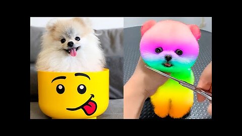 Cute Pomeranian Puppies Doing Funny Things #5 | Cute and Funny Dogs