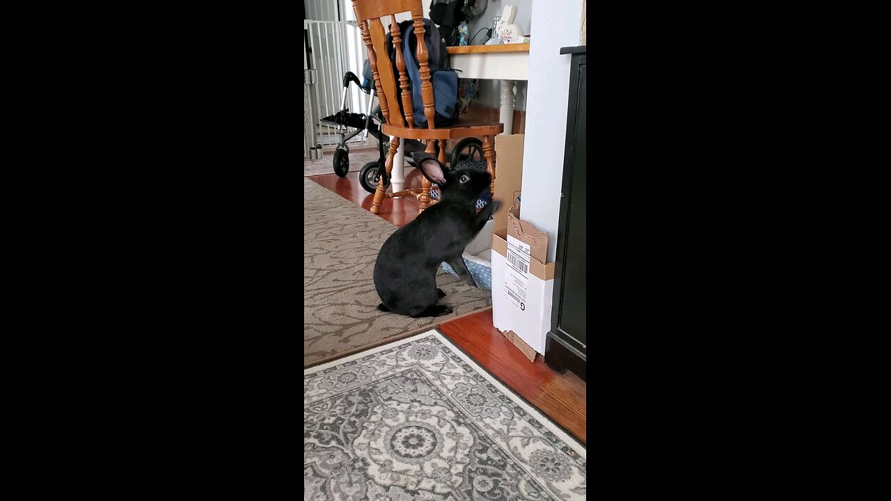 Using his little paws to get a better grip