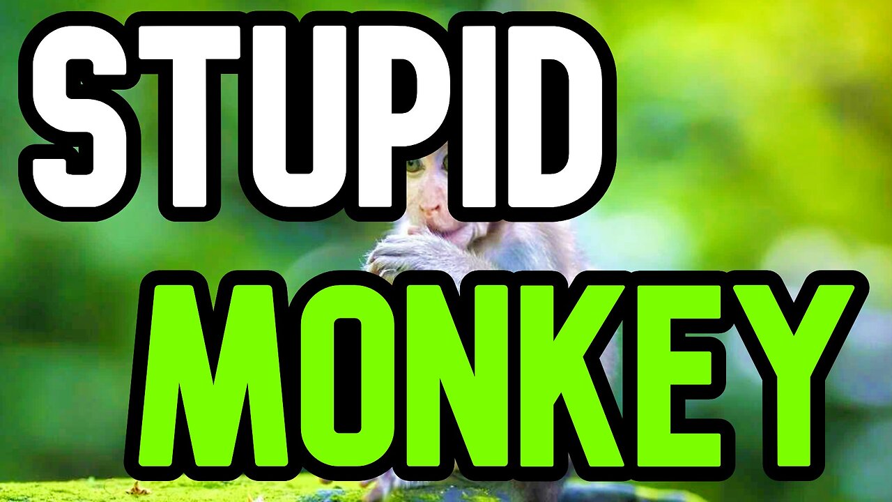 MONKEYS ARE HERE (SHORT FILM)