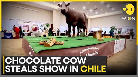 Life-Scale Chocolate Cow Steals The Show In Chile Festival | WION