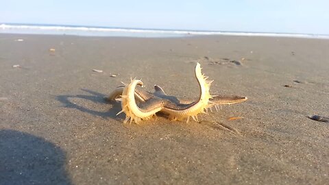 starfish is walking on beach
