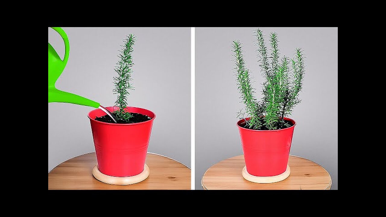 Simple Yet Genius Ideas and Hacks for Plants 🪴✨