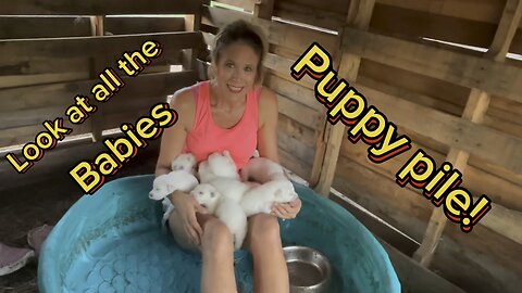 We have puppies. Lots of puppies. Great Pyrenees puppies are so cute!