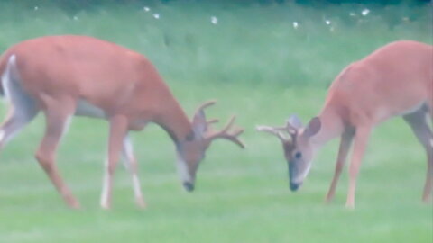 Smaller Buck Backs Down