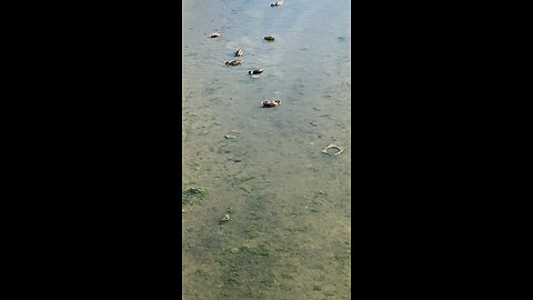 Mallard Ducks 🦆 #mallardducks #shorts #followme #ducks #trending