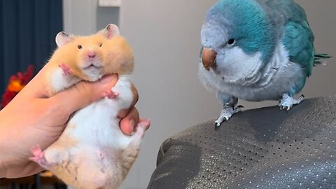 Bird and hamster