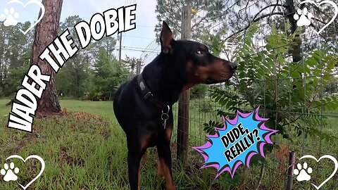 Doberman Walks Are Never Just Walks 😂🐾