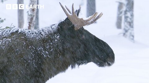 Soothing ASMR Sounds of Freezing North American Forest | Animal ASMR | BBC Earth