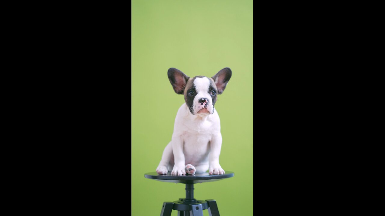 Animal lovers, follow me for more!🐾🐶❤️