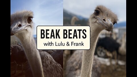 Beak Beats with Lulu and Frank: The Ostrich Report CFIA Doesn’t Want You to See