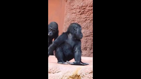chimpanzee