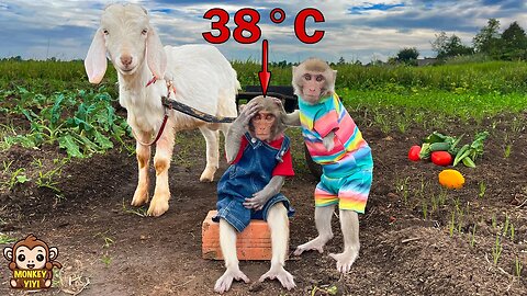 The process of YiYi and YinYin takes goats to harvest vegetables and fruits and getting sick