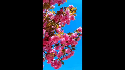 খুবই সুন্দর একটি ফুল