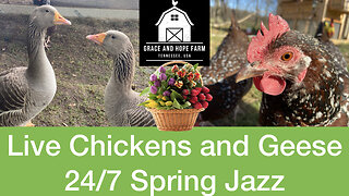 Live Chicken and Geese Cams | 24/7 Spring Jazz