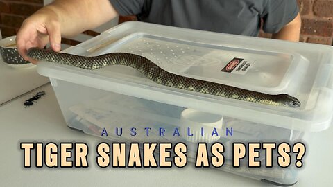 Tiger Snakes as Pets?