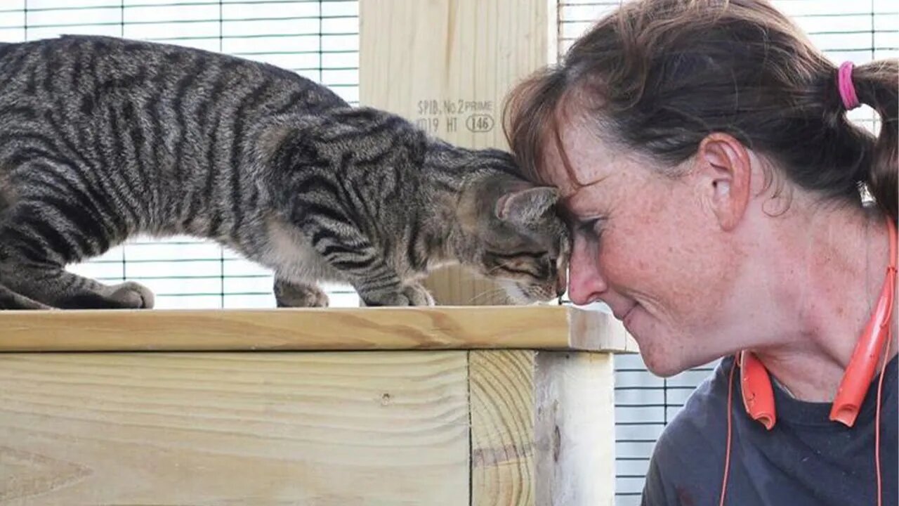 When Your Cat Misses You… and Lets You Know! 😻