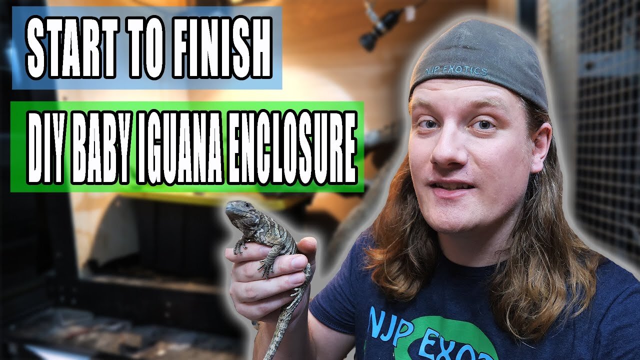 Building a Baby Iguana Enclosure!